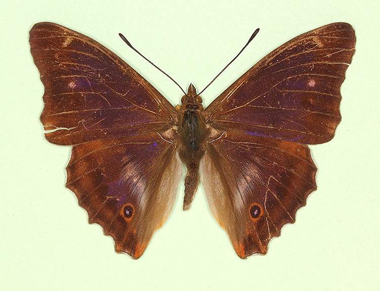 Apatura iris male (aberrant form lugenda) (Internet Image property of respective owner, non-commercial use only)
